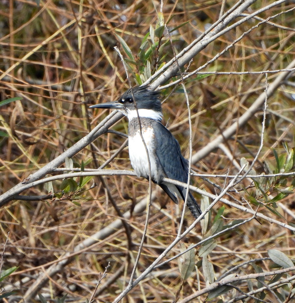 Belted Kingfisher - ML646155846