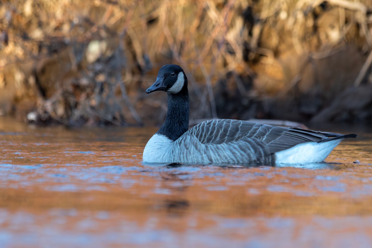 ברנטה קנדית - ML646155851