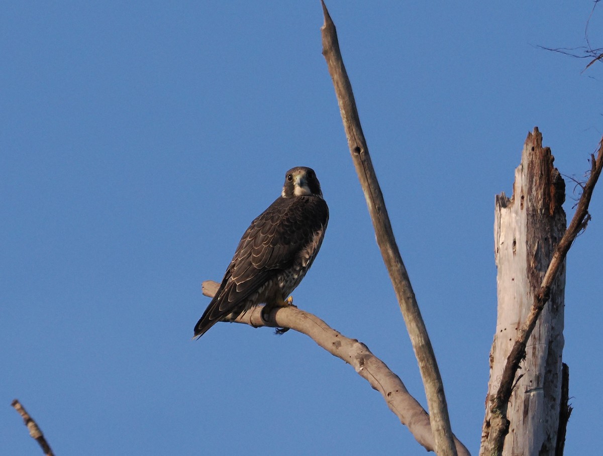 Peregrine Falcon - ML646155853