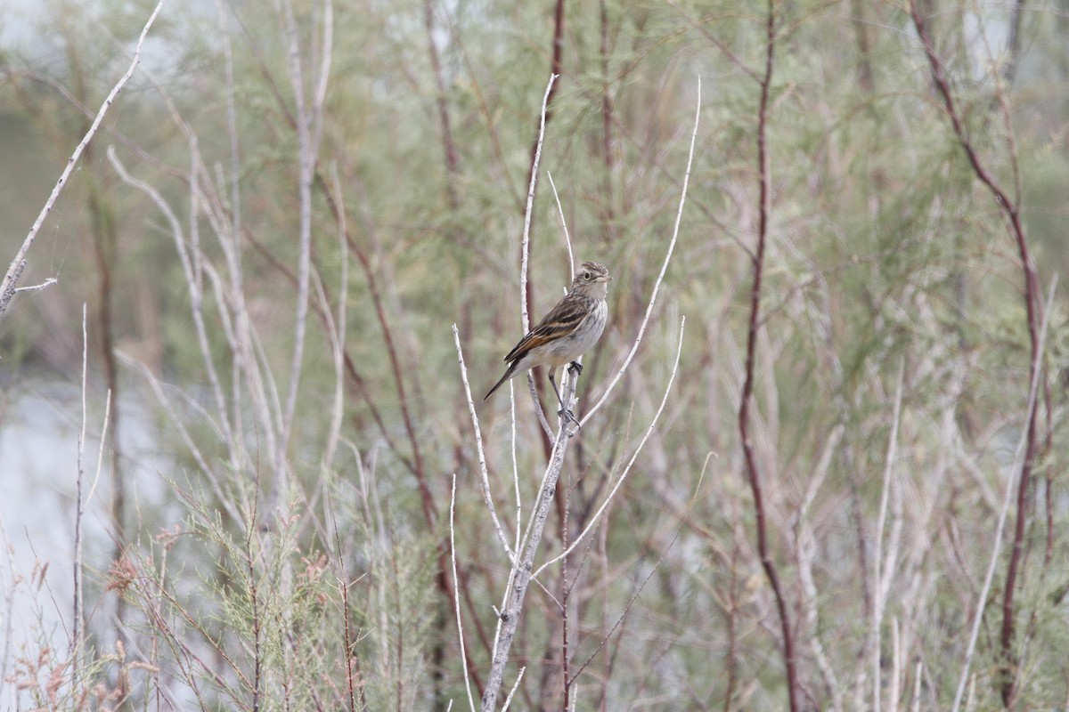 Spectacled Tyrant - ML646155856