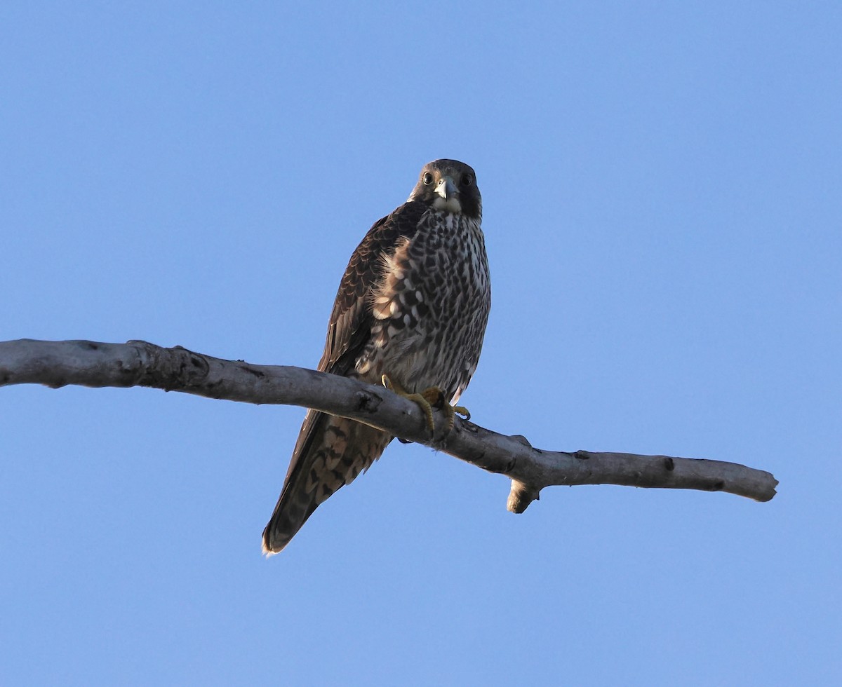 Peregrine Falcon - ML646155860