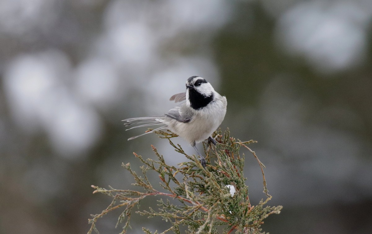 Mountain Chickadee - ML646155863