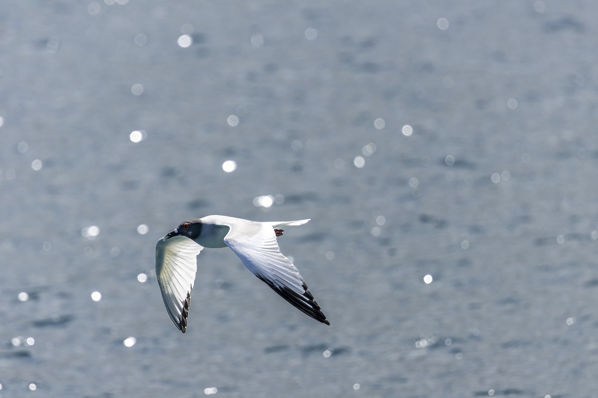 Мартин галапагоський - ML646155864