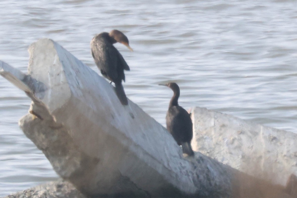 Pelagic Cormorant - ML646155869