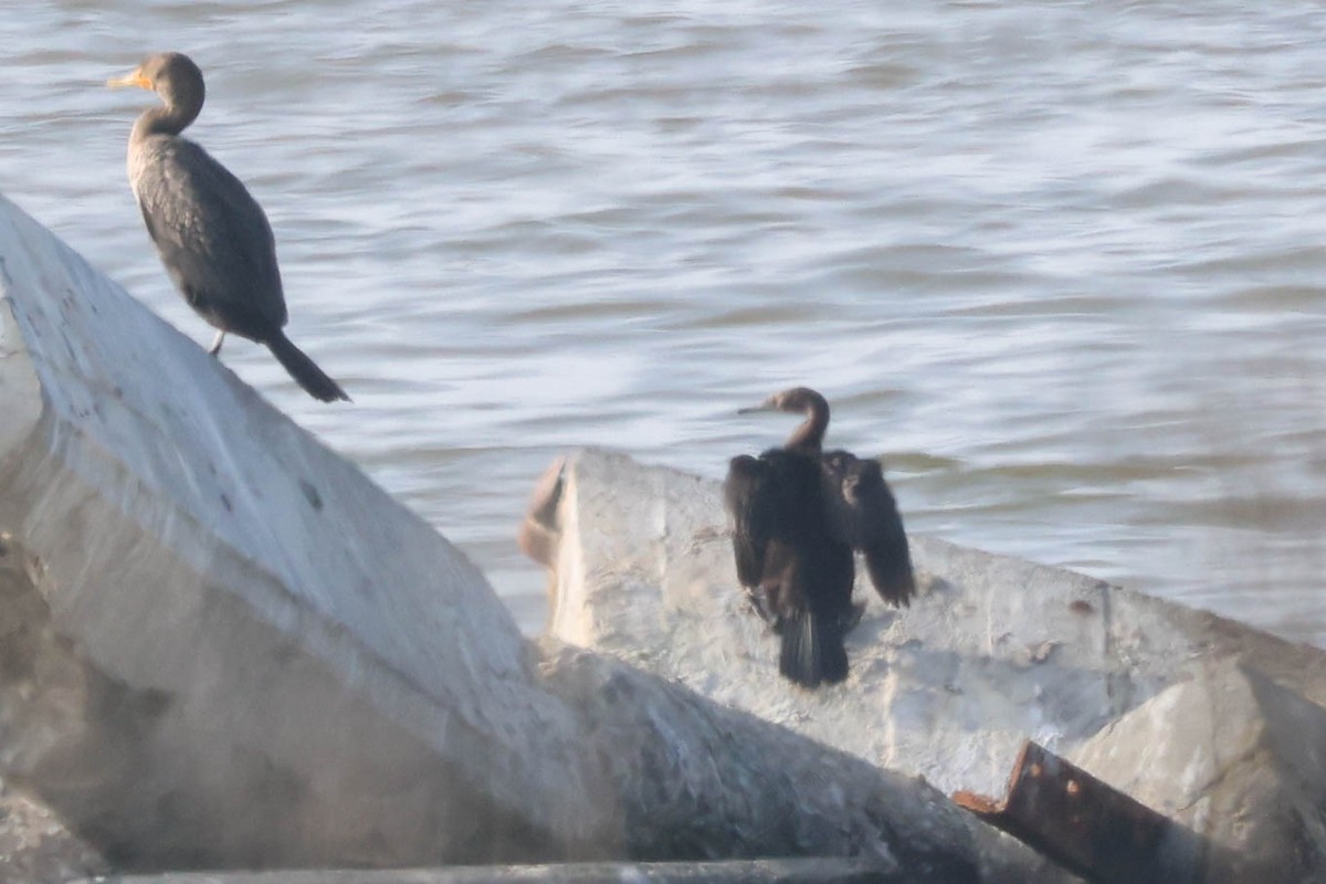 Pelagic Cormorant - ML646155870