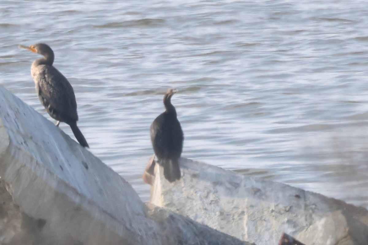 Pelagic Cormorant - ML646155872