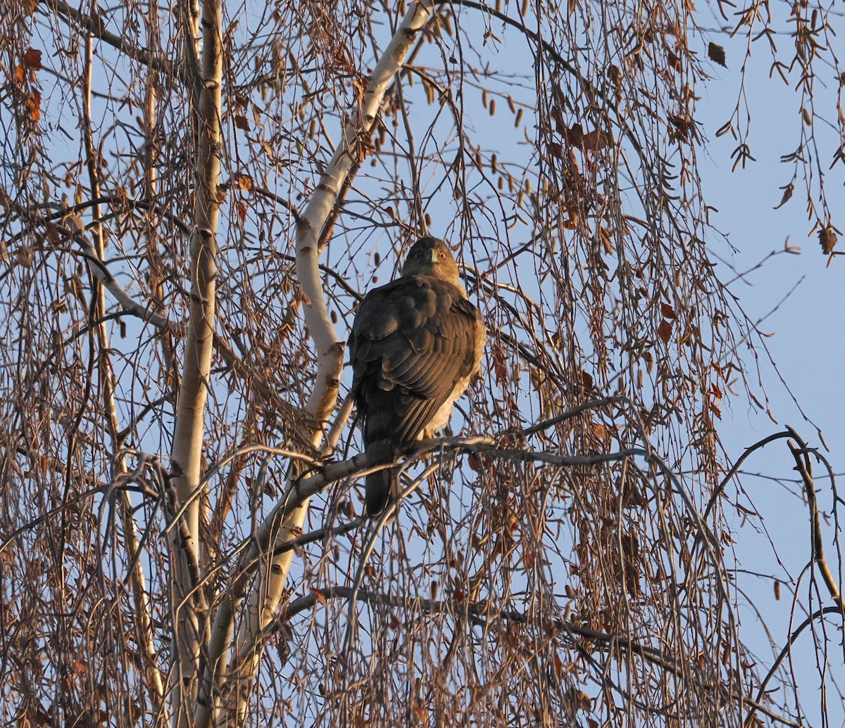 Cooper's Hawk - ML646155873