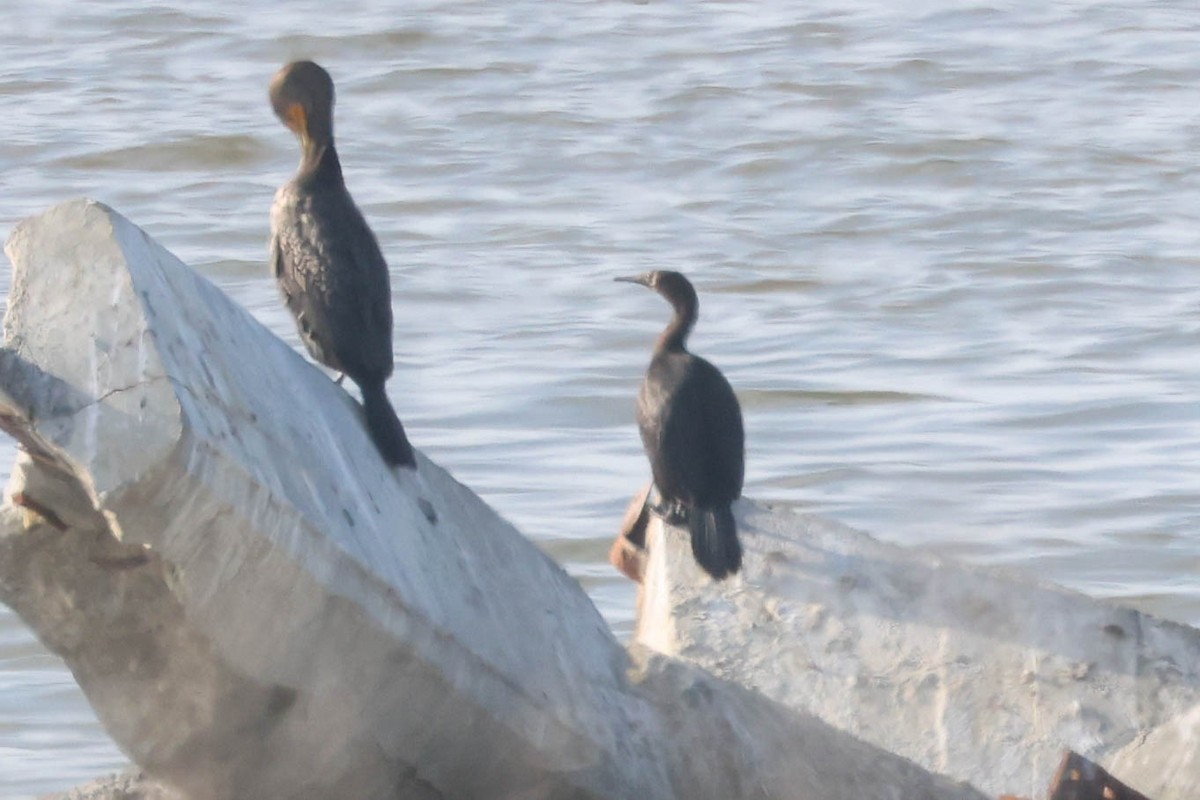 Pelagic Cormorant - ML646155874