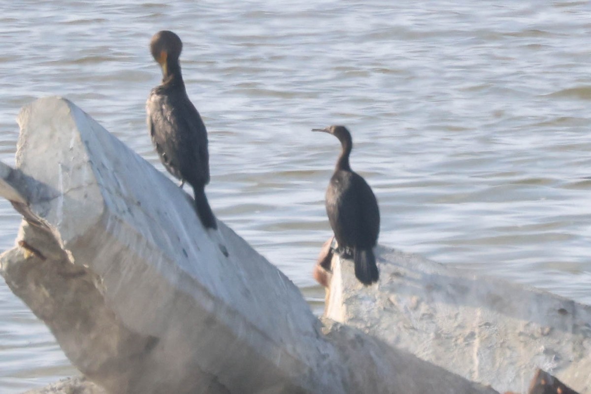 Pelagic Cormorant - ML646155876