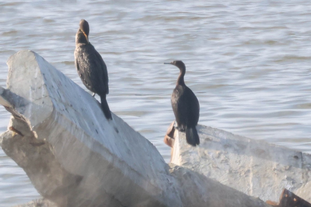 Pelagic Cormorant - ML646155880