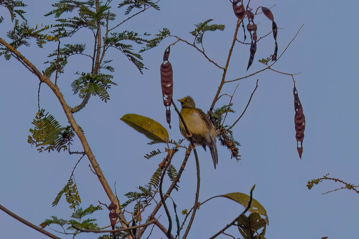 Gray-headed Bulbul - ML646155882