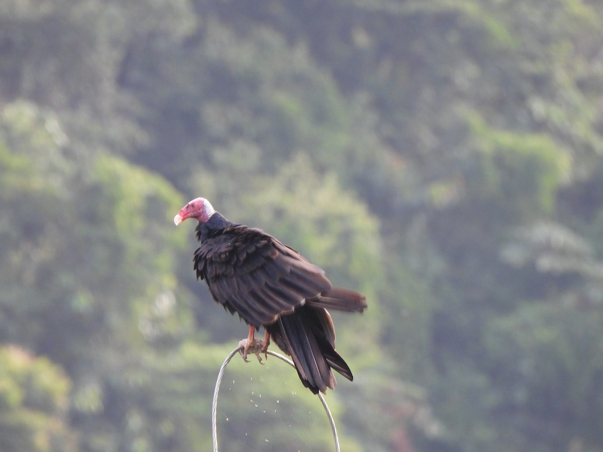 Urubu à tête rouge - ML646155890