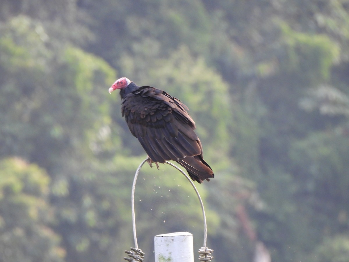 Urubu à tête rouge - ML646155891