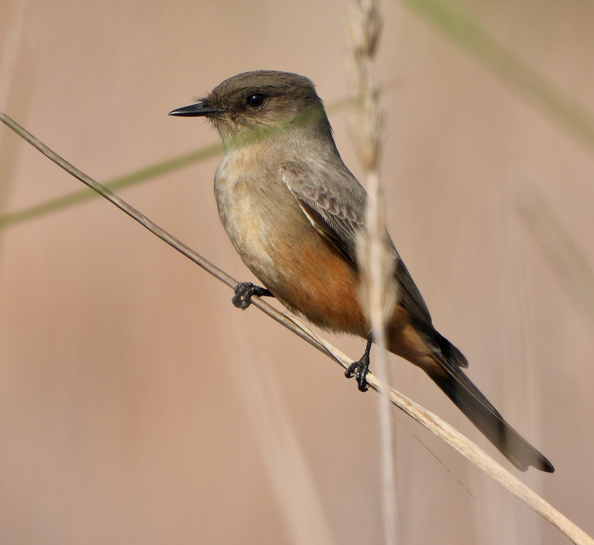 Say's Phoebe - ML646155892
