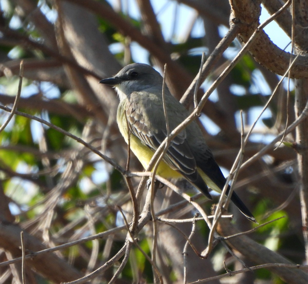 Cassin's Kingbird - ML646155894