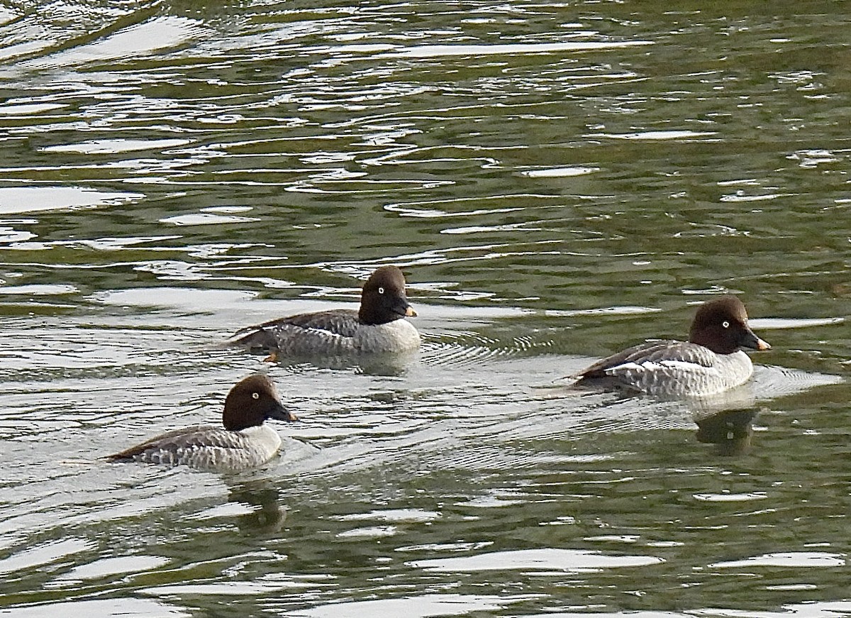 Common Goldeneye - ML646155895