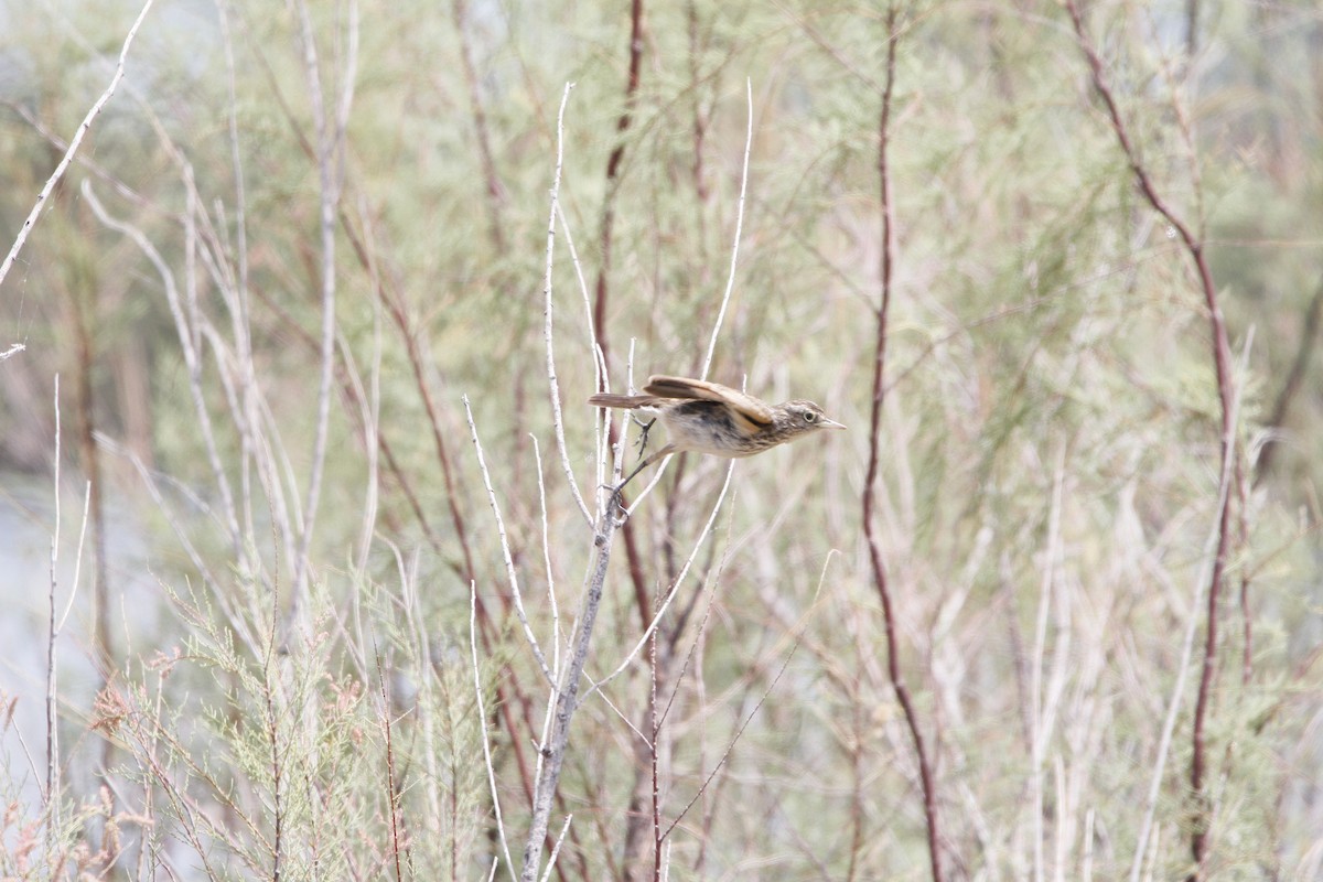 Spectacled Tyrant - ML646155896
