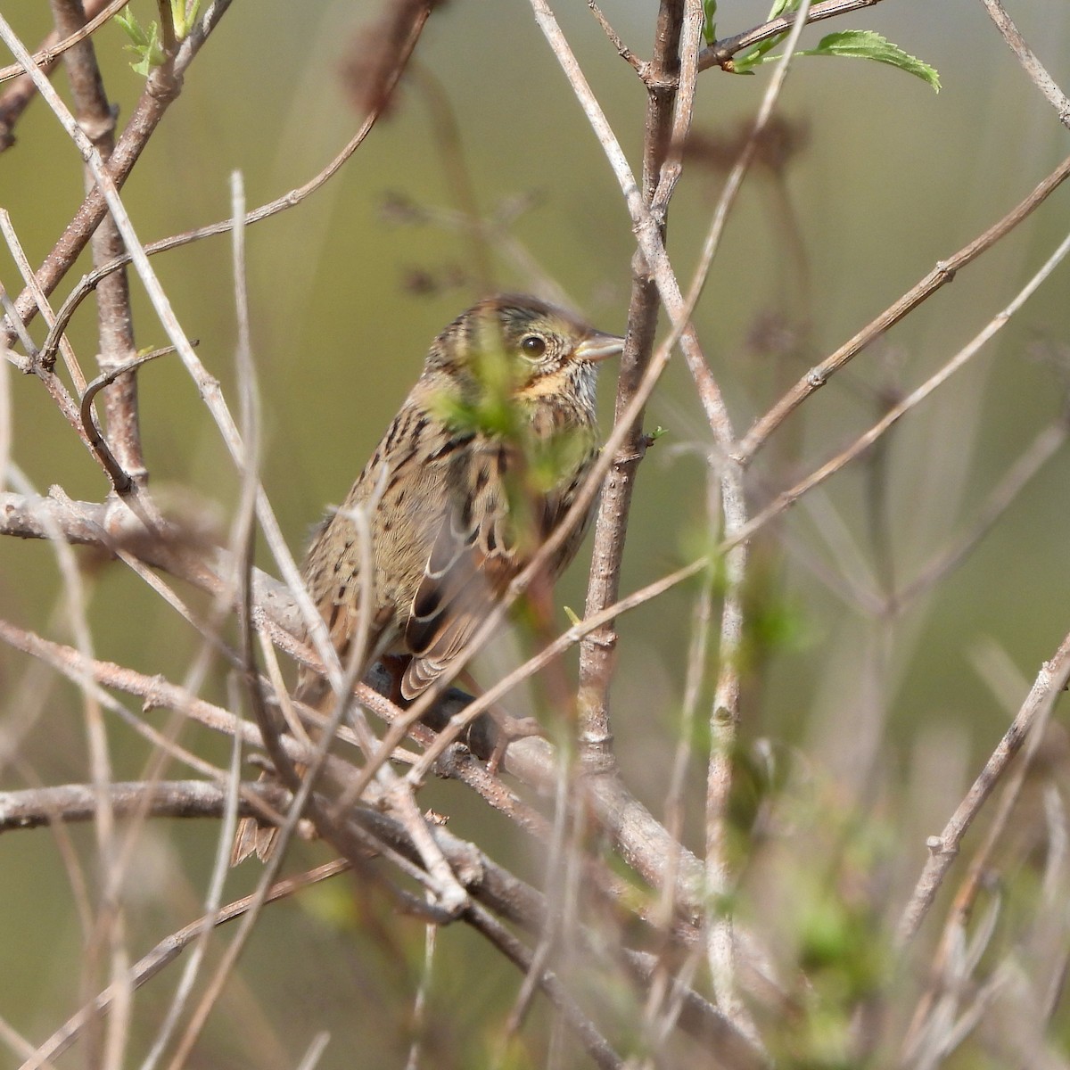Lincoln's Sparrow - ML646155897
