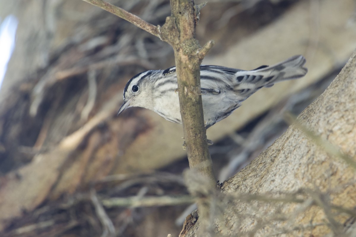 Black-and-white Warbler - ML646155900