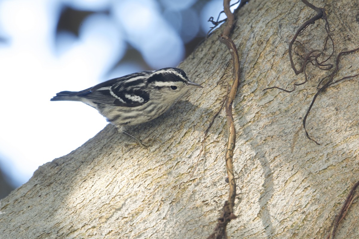 Black-and-white Warbler - ML646155901