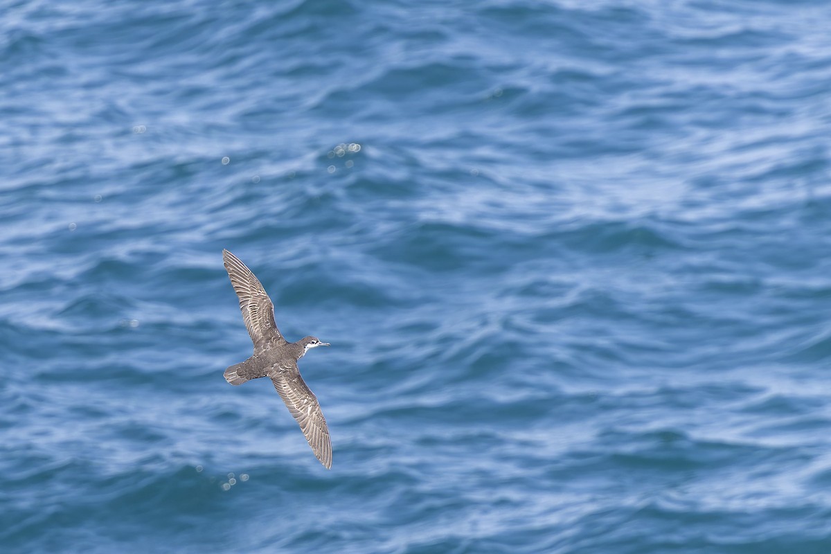 Puffin des Galapagos - ML646155904
