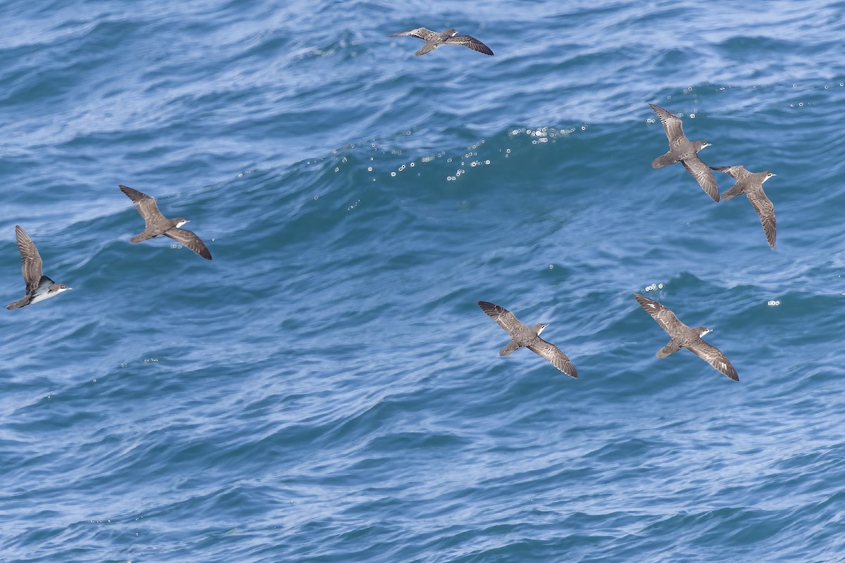 Puffin des Galapagos - ML646155905