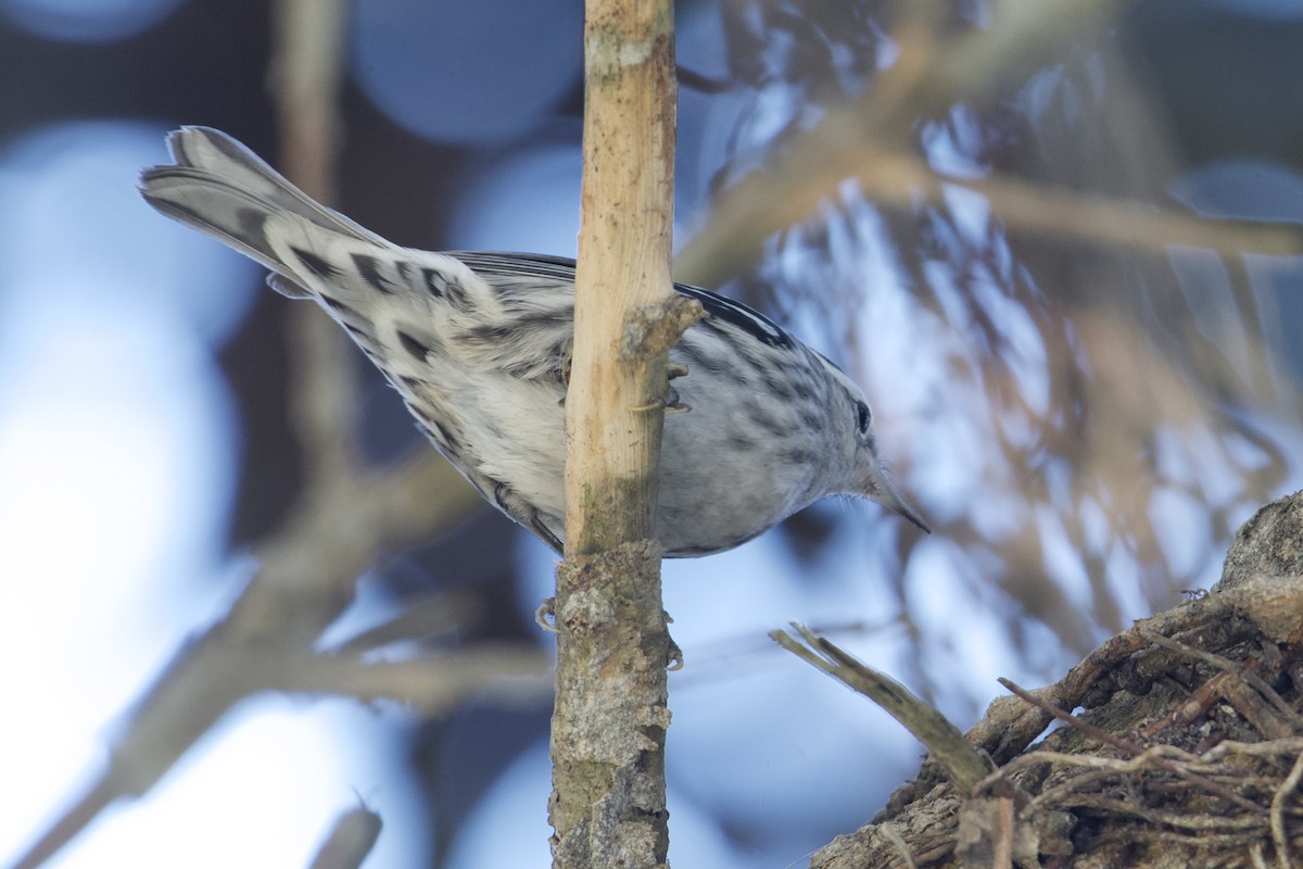 Black-and-white Warbler - ML646155910