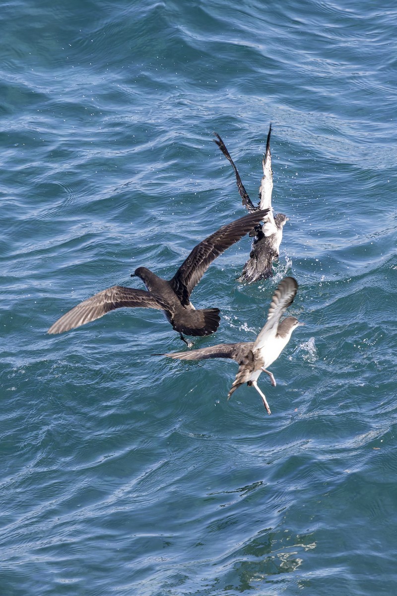 Puffin des Galapagos - ML646155916