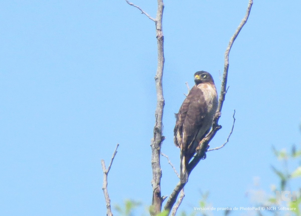 káně krahujová - ML646155930