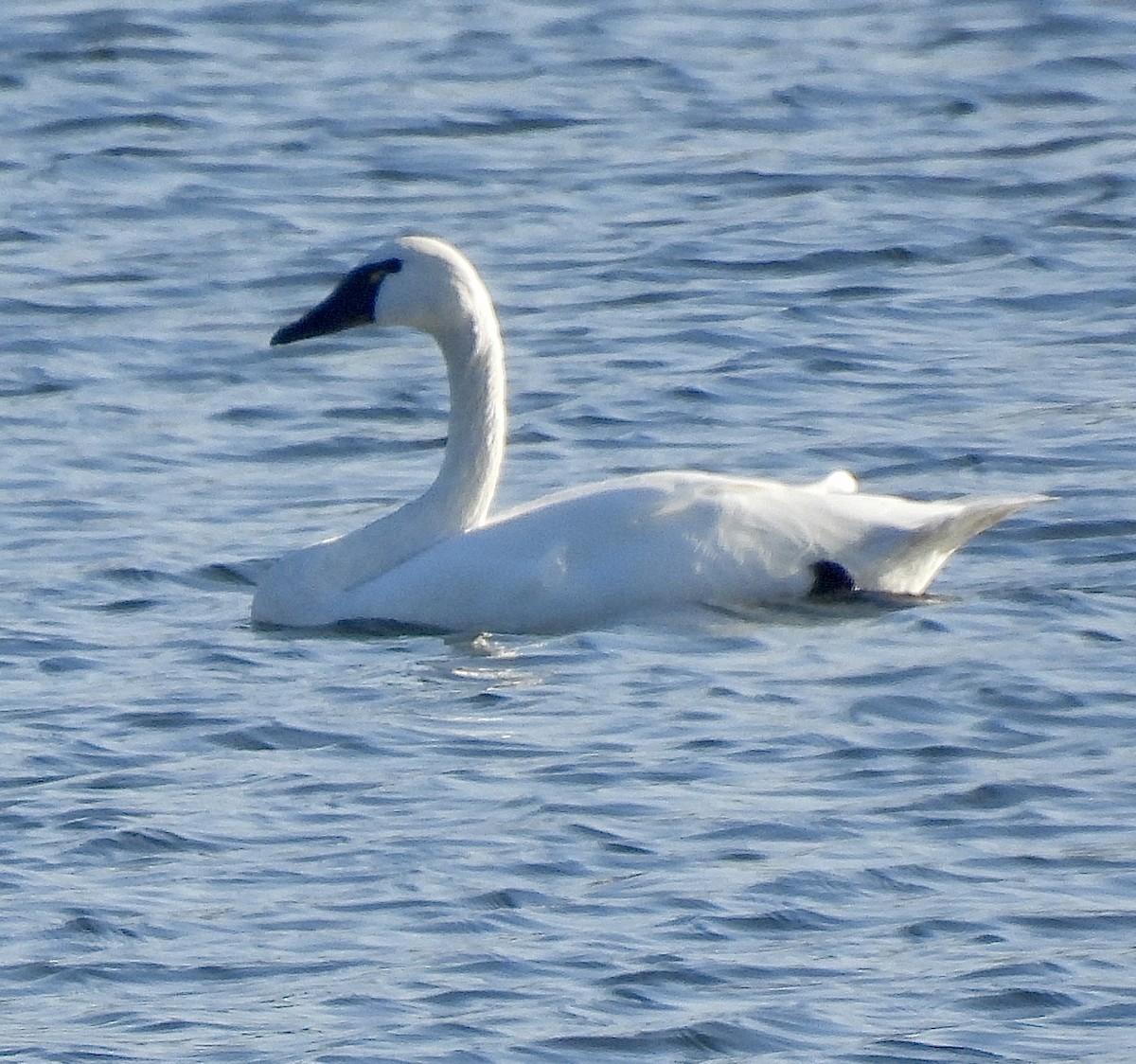 Tundra Swan - ML646155933