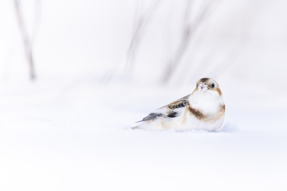 Snow Bunting - ML646155935