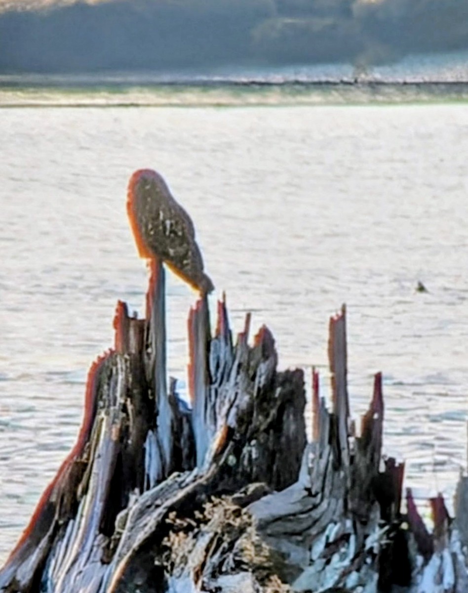 Short-eared Owl - ML646155937