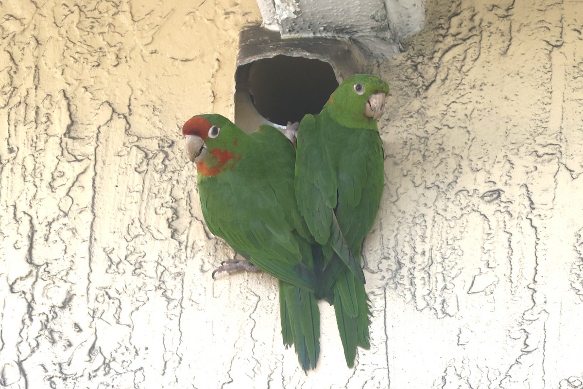 Mitred Parakeet - ML646155942