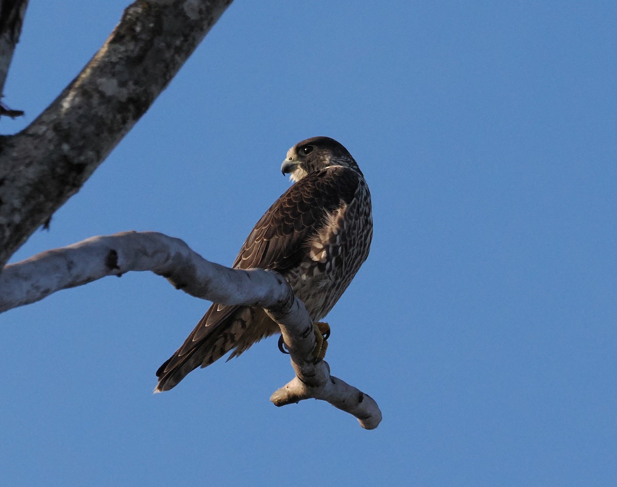 Peregrine Falcon - ML646155943