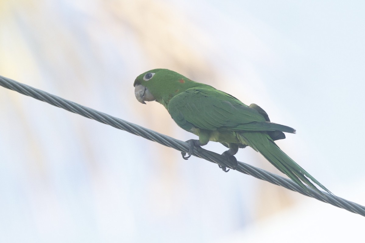 White-eyed Parakeet - ML646155944