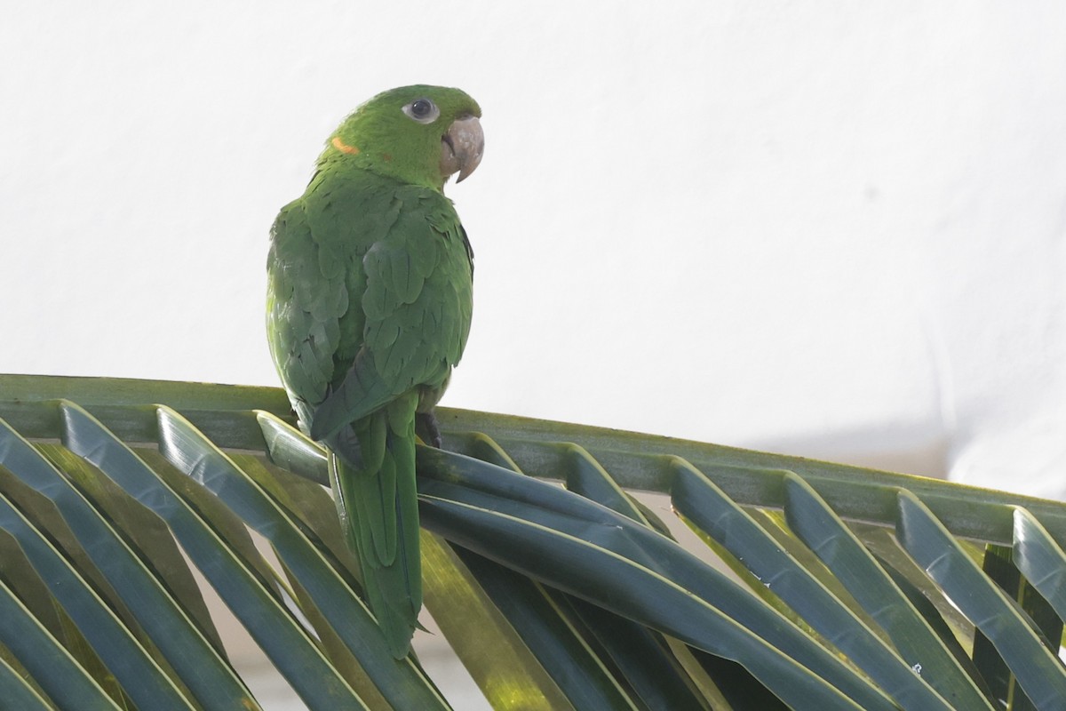 White-eyed Parakeet - ML646155945