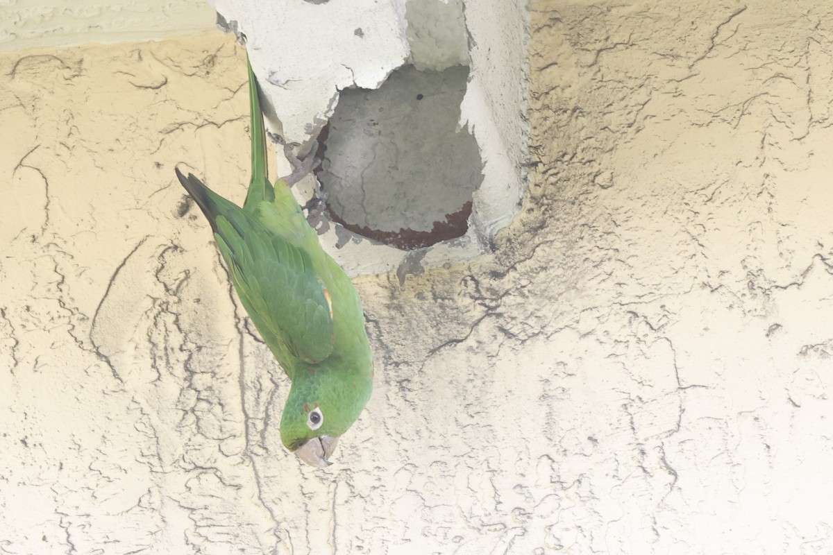 White-eyed Parakeet - ML646155946