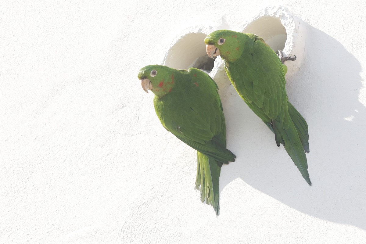 White-eyed Parakeet - ML646155947