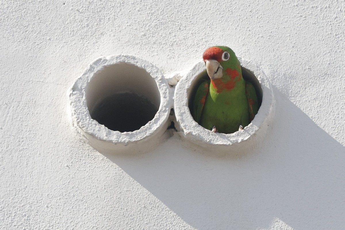 Mitred Parakeet - ML646155950