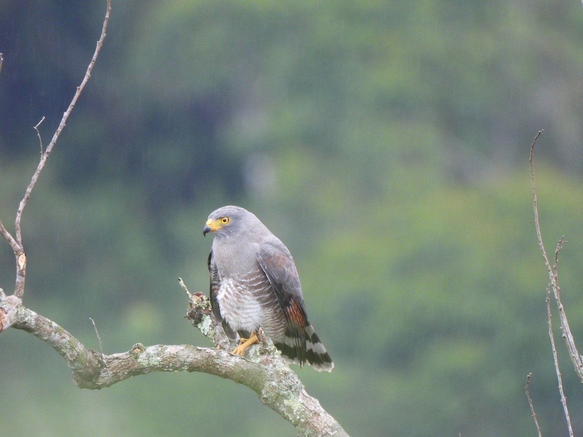 káně krahujová - ML646155953