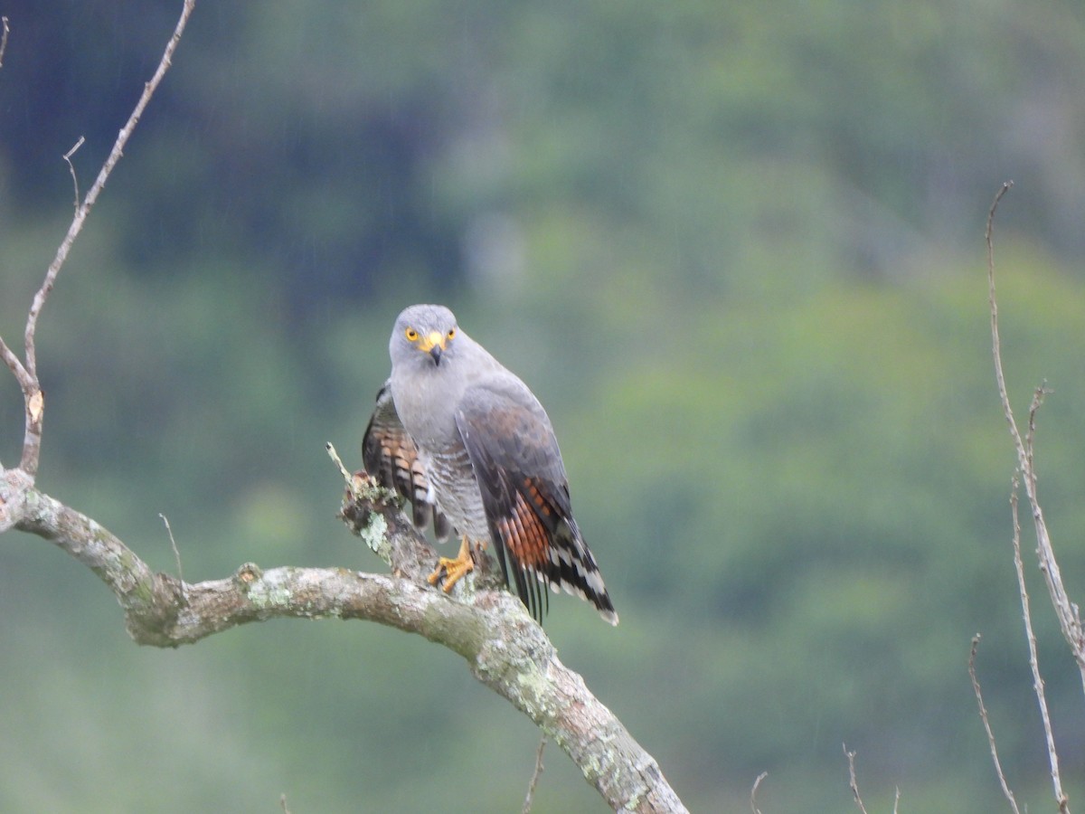 káně krahujová - ML646155954