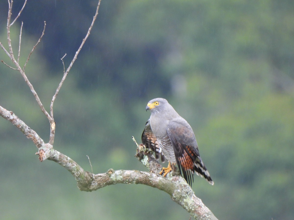 káně krahujová - ML646155955