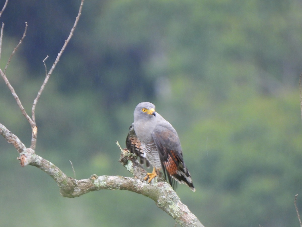 káně krahujová - ML646155956