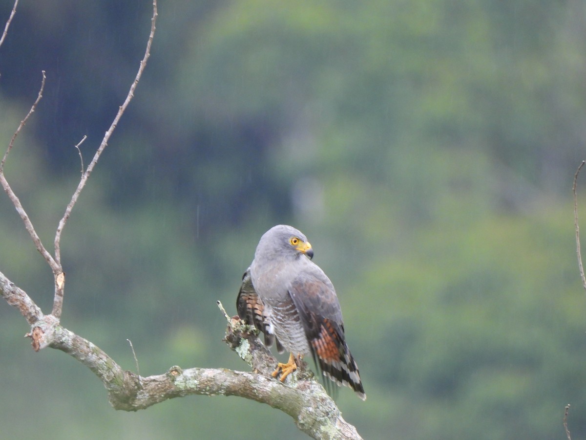 káně krahujová - ML646155957