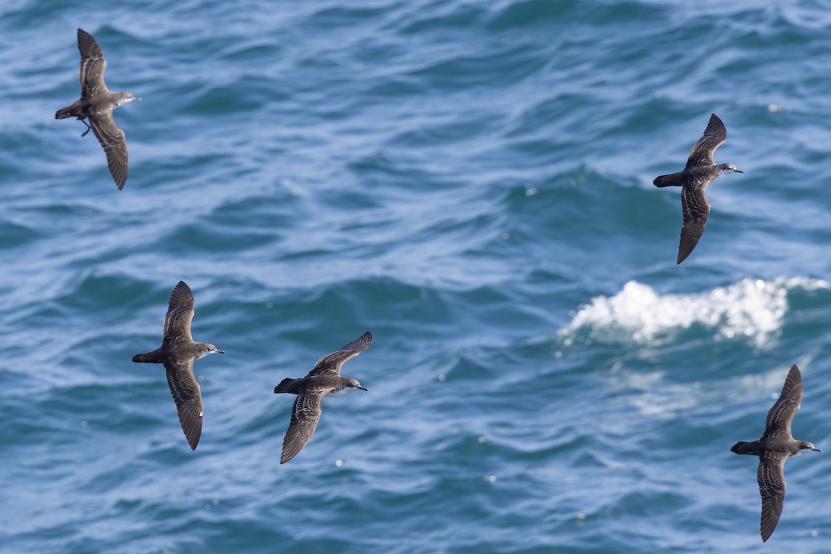 Puffin des Galapagos - ML646155959