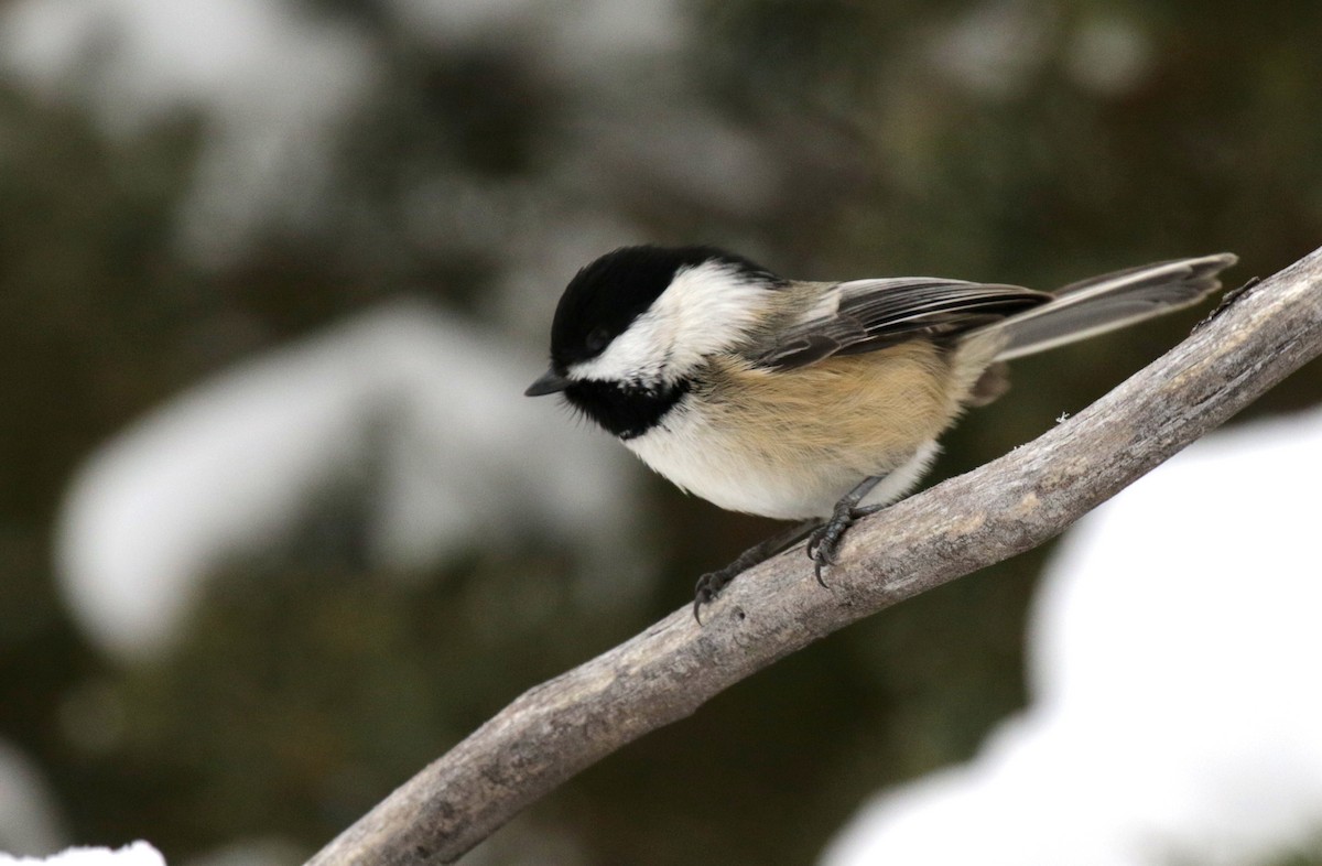 Black-capped Chickadee - ML646155960