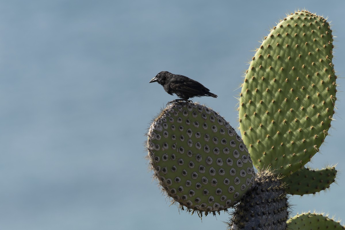 Common Cactus-Finch - ML646155966