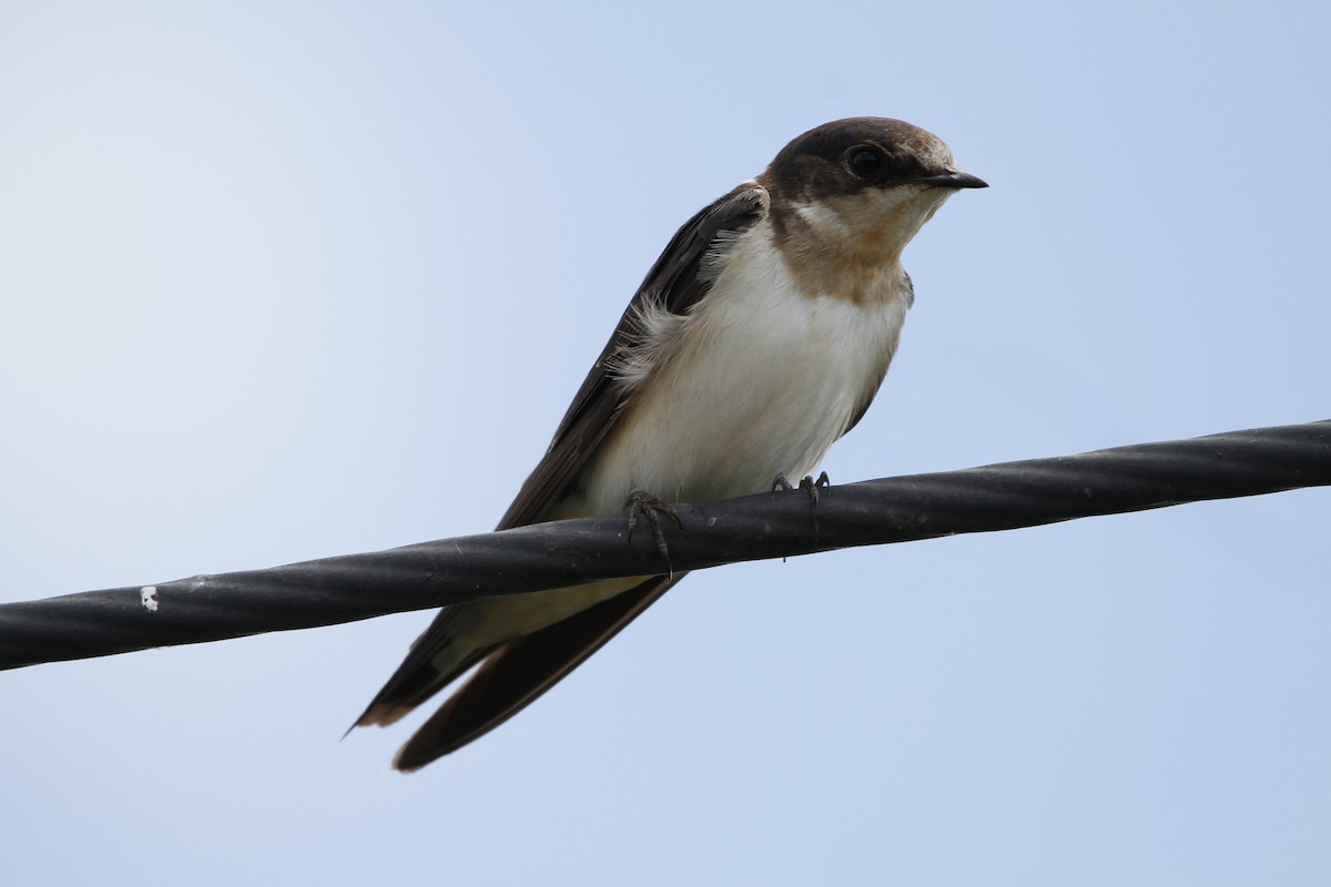 Brown-chested Martin - ML646155967
