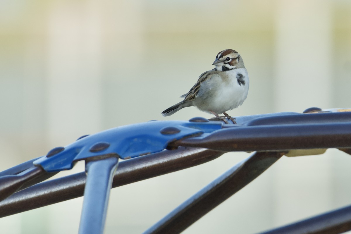 Lark Sparrow - ML646155968