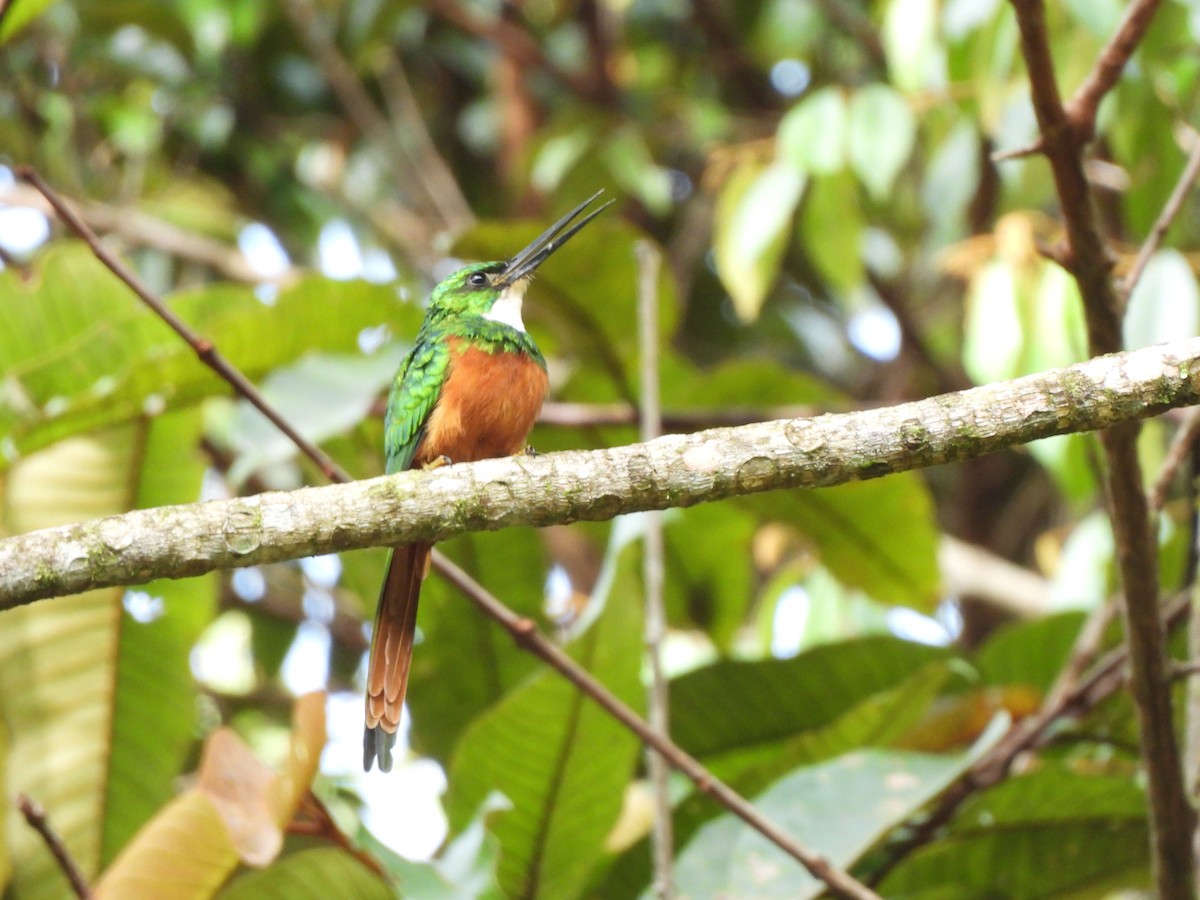 Рыжехвостая якамара - ML646155972